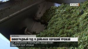 Виноградный год – в Дойбанах хороший урожай