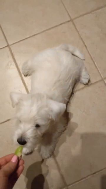 Милый вестик 🥰😍 смотреть онлайн