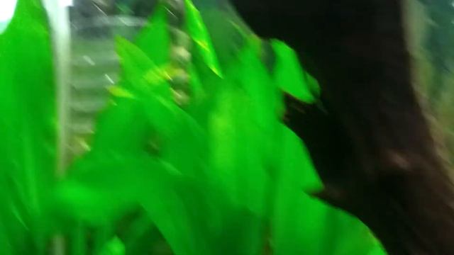 Amazon Swords Pearling смотреть онлайн