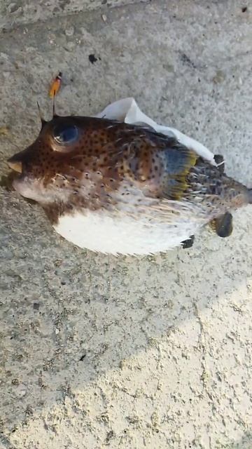 Кубинский улов. Иглобрюх смотреть онлайн