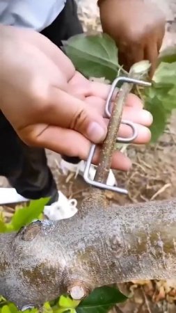 Отгибание веток металлическими скобами