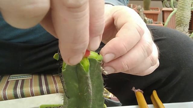 Grafting of cactus | कैक्टस की ग्राफ्टिंग смотреть онлайн