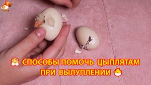 Способы помочь цыплятам вылупиться 🐣 освободить от скорлупы и пленки 🤗🐤🐥
