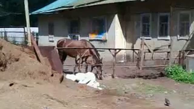 Ферма в парке Екатеринингоф  Питер  20.07.2014г.