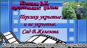 Персики укрытые и не укрытые. Сад В.Железова.
