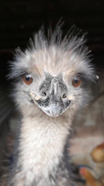 1 éves emu tekintete смотреть онлайн