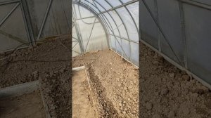 урожай огурцов в мае