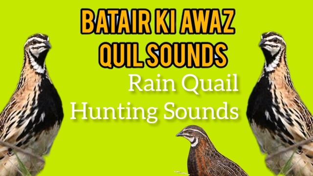 Rain Quail gager Quail mix Hunting Sounds  بٹیر اور چڑکہ بٹیر کی میکس آواز