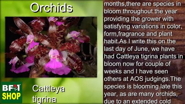 (Cattleya tigrina) Orchids Gallery Malaysia at BF1 смотреть онлайн