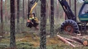 AFM 50 Corona harvester head on Logman