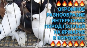 🔥🔥🔥 Огромное разнообразие интересных пород голубей на ярмарке в Воронеже. Pigeon Fair Bird Market