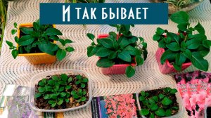 Петунии! Ужасная всхожесть, как развиваются разные сорта петуний посаженные в несколько сроков