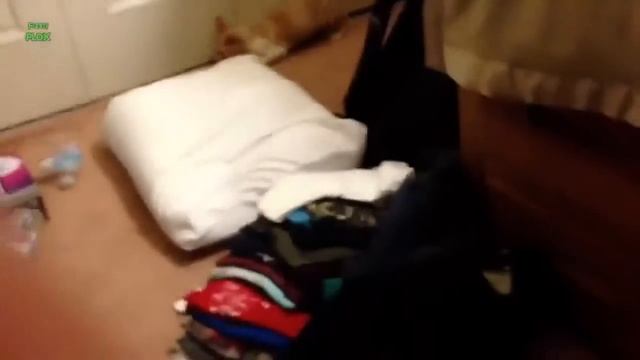 Коты прыгают = Неожиданная развязка! смотреть онлайн