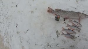 ХАРОШАЯ РЫБАЛКА!!! ПОЙМАЛ ЩУЧКУ и ГОРУ ОКУНЬКОВ!