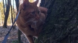 Классное видео о рыжем коте-81 выпуск.