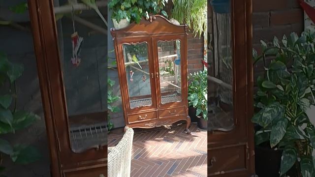 Попугайчики... в ресторане. Город Владимир.