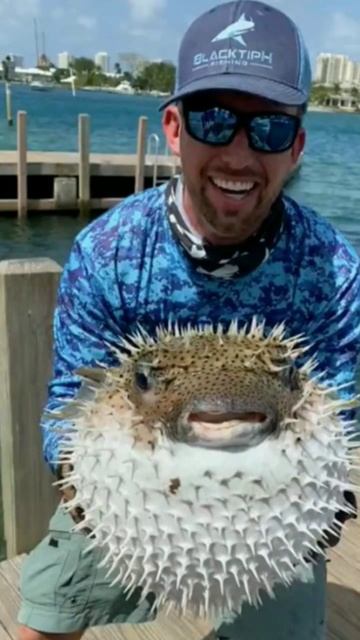 Pufferfish Killed 30 human #fact #animalfacts #amazingfact #facts #shortsvideo #shorts #shortsfeed смотреть онлайн