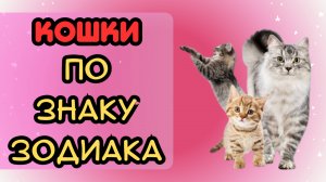 Кошки по знаку зодиака: какая порода кошек подойдёт вам
