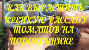 Выращиваем Рассаду томатов в квартире. Две важные подкормки и Пересадка В В БОЛЬШИЕ Стаканчики