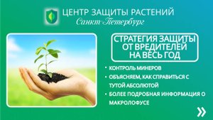 Стратегия защиты от вредителей на весь год