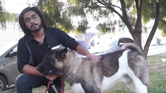 ALL Breed dog show part 2 смотреть онлайн