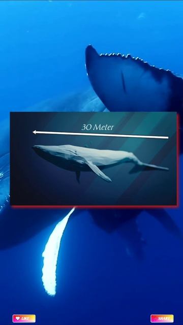 World's biggest animal का वजन जानकर आप चौंक जाएंगे। most amazing random facts।#shorts смотреть онлайн