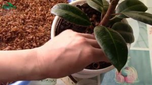 Обработка Дегтярным мылом растений, как развести раствор.mp4