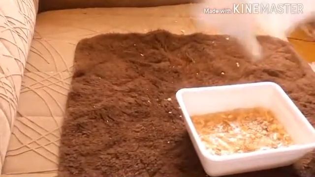 Сажаю травку для хомяков смотреть онлайн