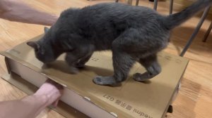 Помогаю быстрее освободить коробку под свой новый домик, мяуу