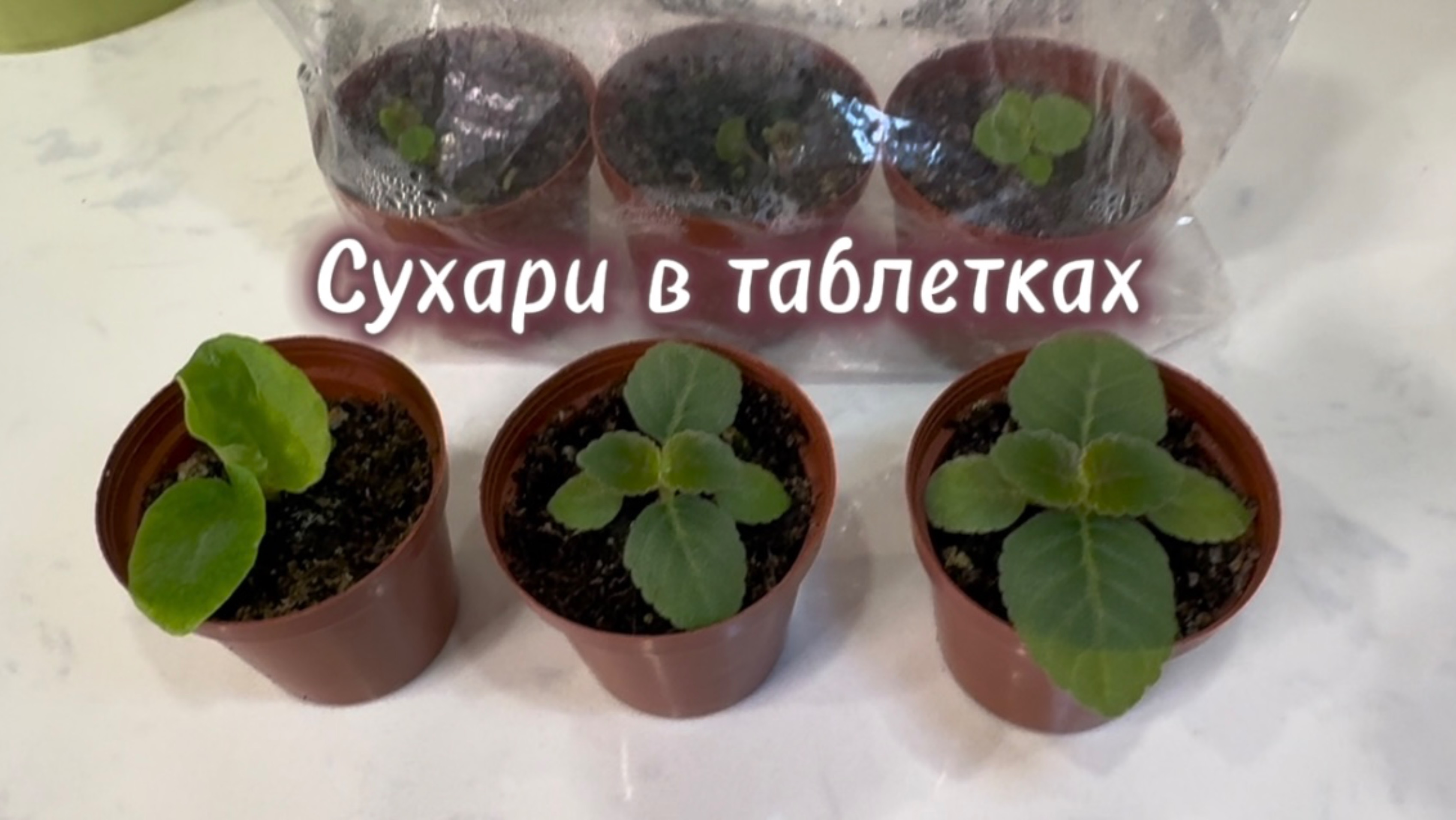 Сомнительный опыт с торфяными таблетками, пересадка из таблетки в обычный горшочек
