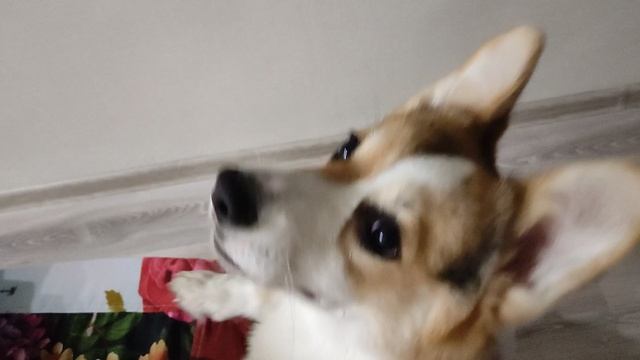 Был найден с поличным, особо опасный носочный вор! Можно вздохнуть спокойно