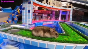 mega hamster race labirint s lovuskami dlya xomyaka minecraft maze videomega ru