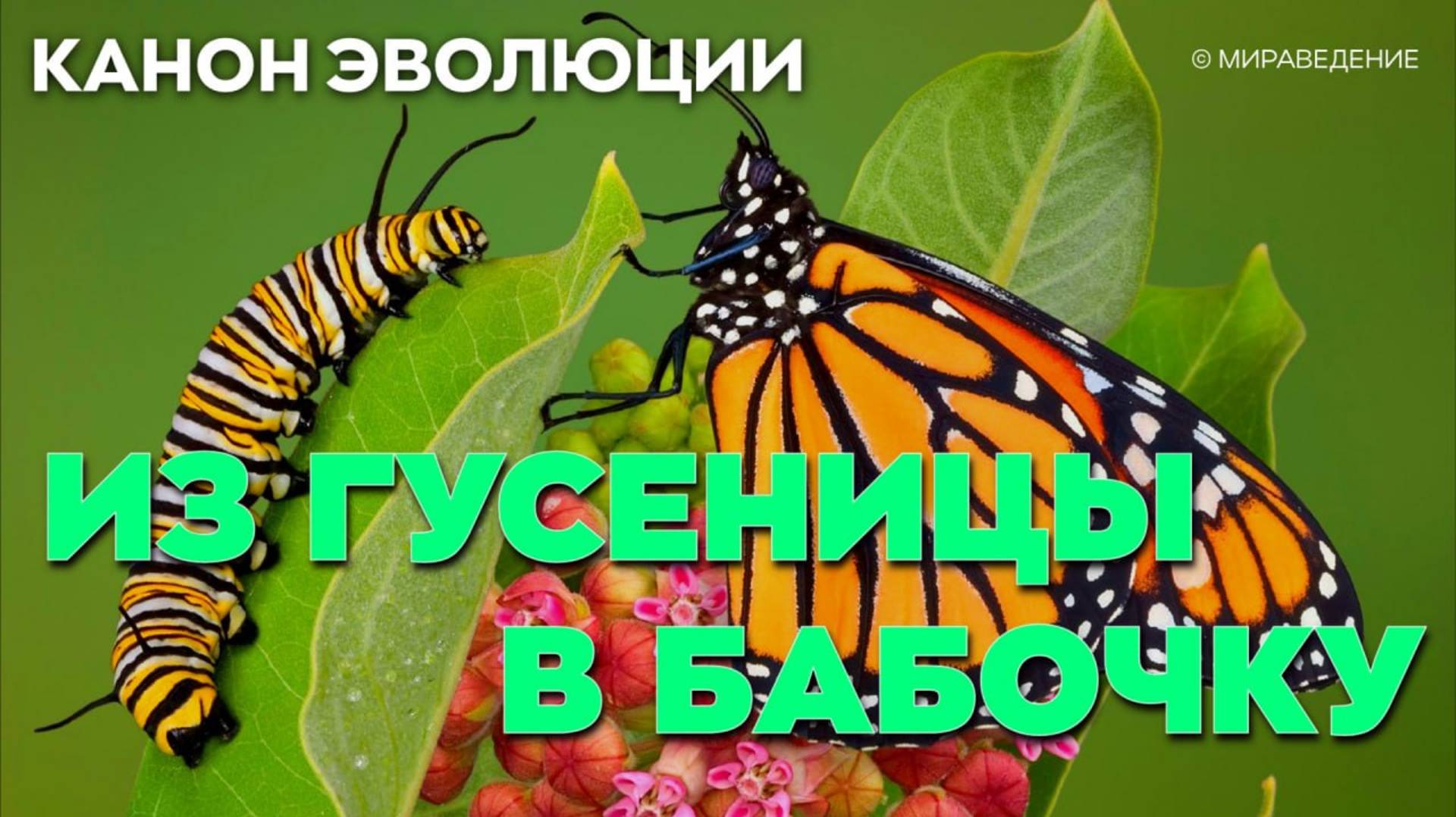 ИЗ ГУСЕНИЦЫ В БАБОЧКУ.  Канон Эволюции
