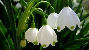 Посвящается бабушкам