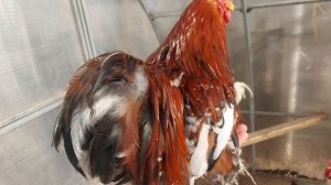 Карликовый кохинхин
