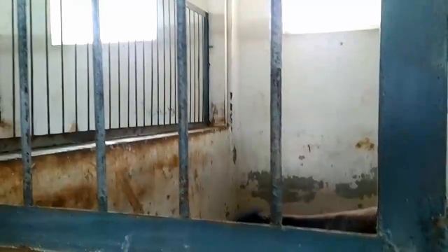 ОТ БОКИШ БИЗНЕСИ ЯНГИЧА ЕНДАШУВ СИЗ КУТГАН ФЕРМА МИЗ __2 кисм