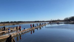 Ежедневный запуск форели - 115кг сегодня!