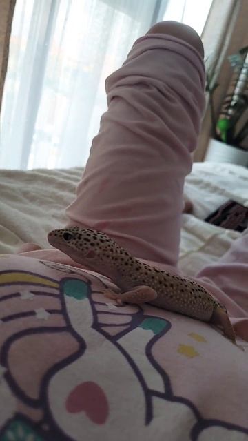 на меня Подписывайтесь Мне дают по 1000 я хочу свои ящерки купить новую поилку и всё новое смотреть онлайн