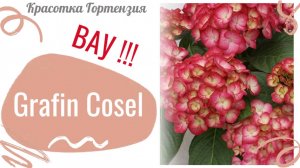 Графиня Коссел крупнолистная гортензия 🌺😍👍