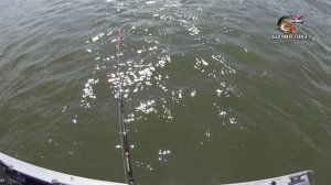 Рыбалка троллингом в Молчаново и все о ТРОЛЛИНГЕ на ОБИ! (31.07.2024 (2))