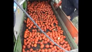 Guaresi томатоуборочный комбайн