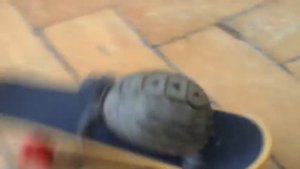 Черепашки на скейте