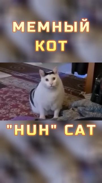 Мемный кот или HUH CAT #готовыемемы #приколы #мемы #мемыдлямонтажа #футажи #мем-футажи