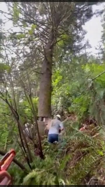 white fir removal we did today. it went pretty smooth. #treeremoval #chainsaw #3htreeservice смотреть онлайн