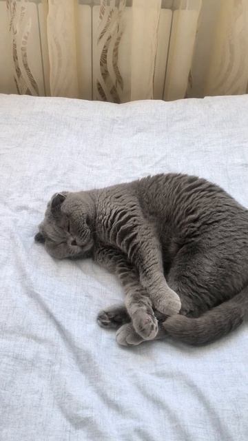 Шотландская вислоухая кошка Риана 01.01.2023. смотреть онлайн