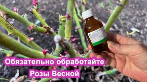 Розы болеть не будут. Внесите Весной раствор. Пышное цветение и защита роз.