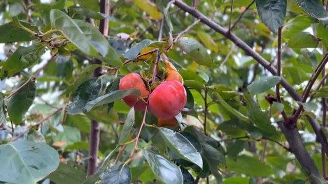 Осенняя рутина в японской деревне! Наша жизнь вдали от Токио смотреть онлайн
