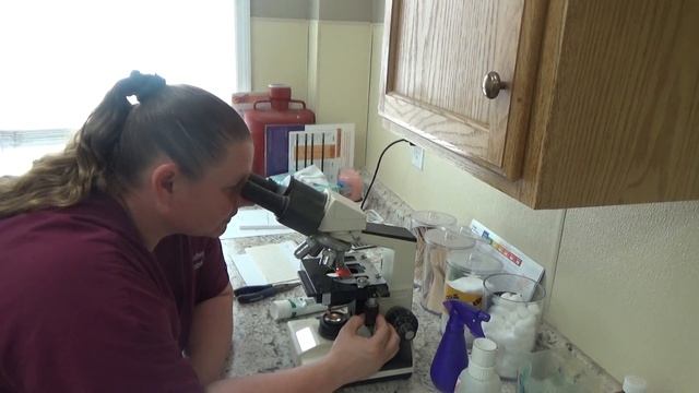 PERFORM A DIRECT SMEAR TO CHECK FOR DIROFILARIA смотреть онлайн