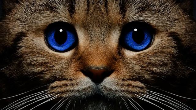 проверка субтитров смотреть онлайн