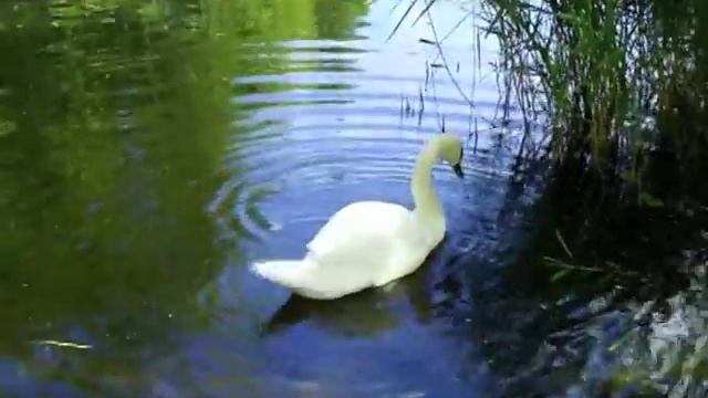 Night Bird Sweet Jane (coverversion) смотреть онлайн